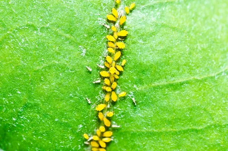 蚜虫对蔬菜的影响居然这么大! 快看看你家菜园里有没有这些虫。