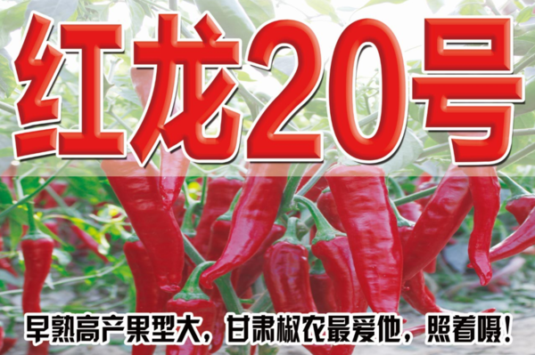 红龙20号